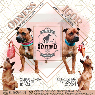 Of The Old School Family - Staffordshire Bull Terrier - Portée née le 23/07/2022